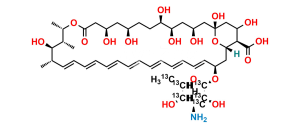 Amphotericin B-13C6