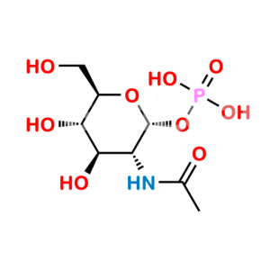 N-Acetyl-Î±-D-Glucosamine-1-Phosphate